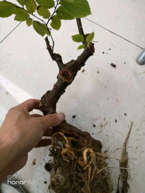 朴树下山桩 几月份扦插 最好 怎么样 图片