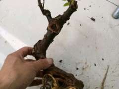 为什么朴树下山桩适合做盆景 图片