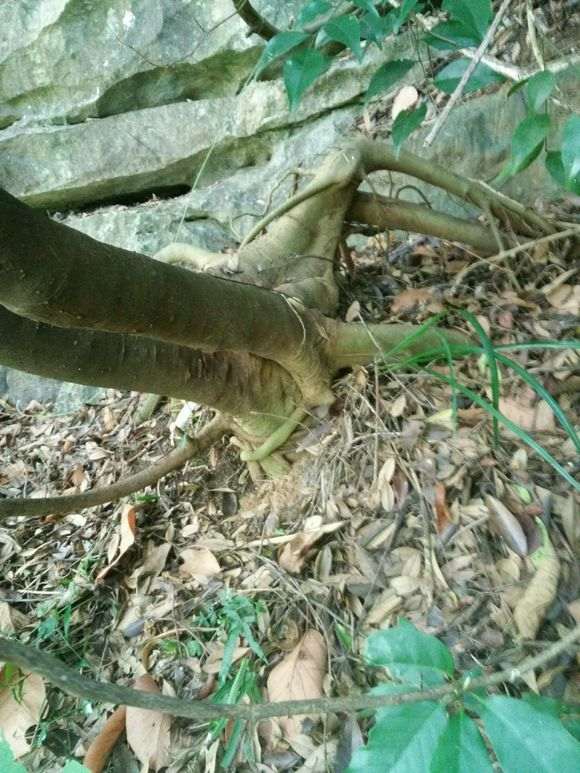 朴树下山桩桩什么时候挖好 最好 图片