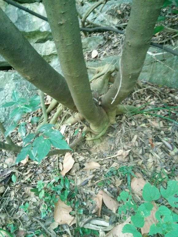 朴树下山桩桩什么时候挖好 最好 图片