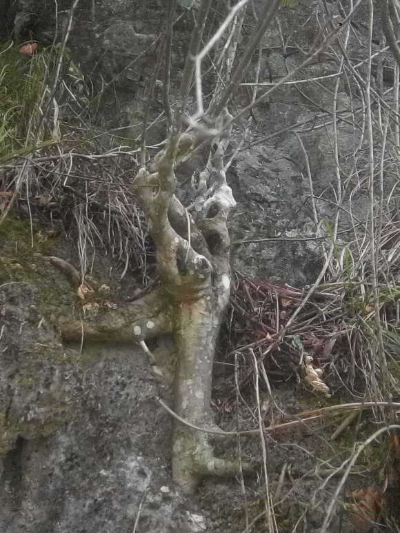 几棵朴树下山桩 有挖的价值吗 图片