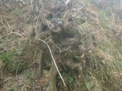 几棵朴树下山桩 有挖的价值吗 图片