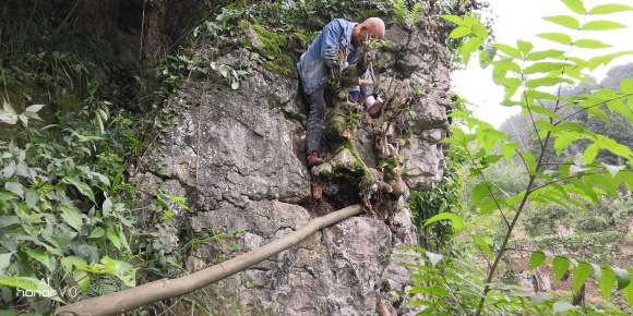 今天挖个髙难度的朴树下山桩 图片