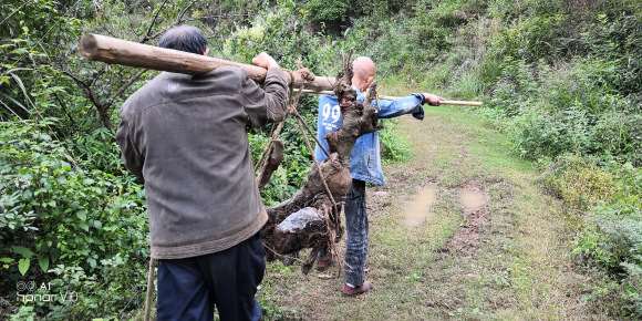 今天挖个髙难度的朴树下山桩 图片