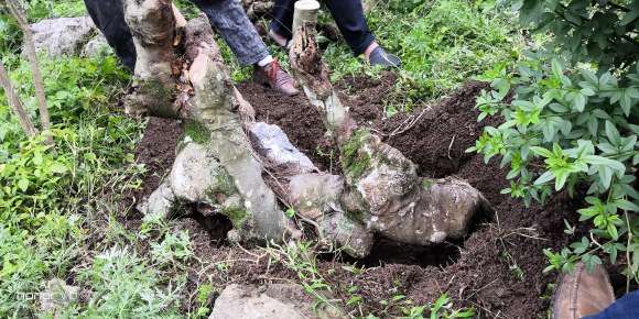 今天挖个髙难度的朴树下山桩 图片