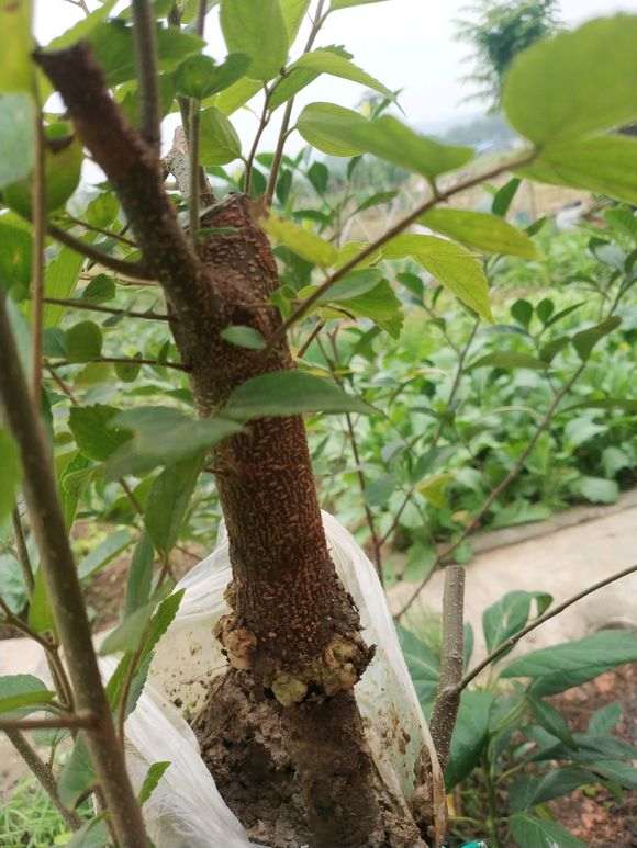 朴树下山桩怎么高压的方法 图片