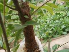 朴树下山桩怎么高压的方法 图片