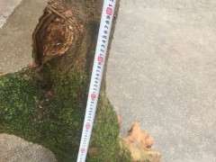 朴树下山桩什么季节挖 最好 图片