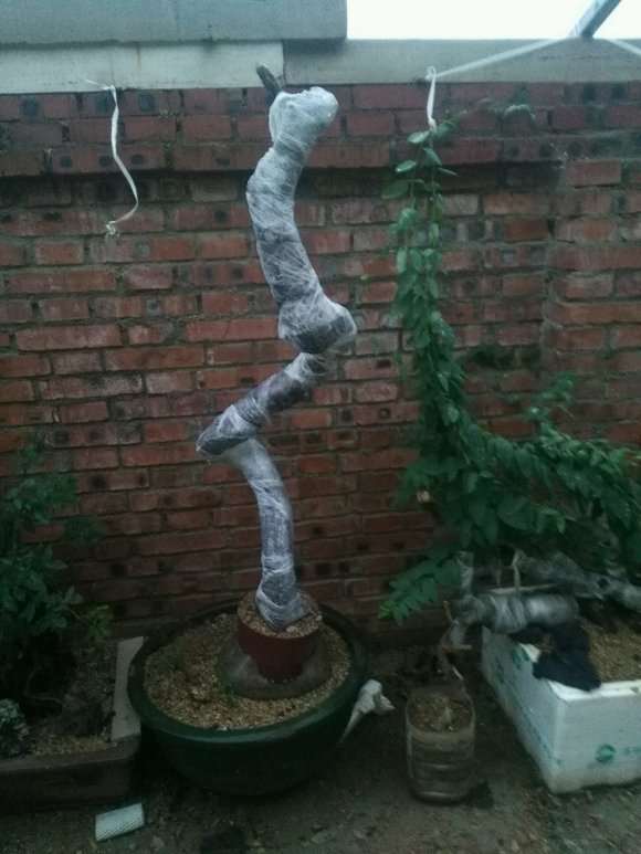 这棵朴树下山桩能否成精品 怎么样 图片