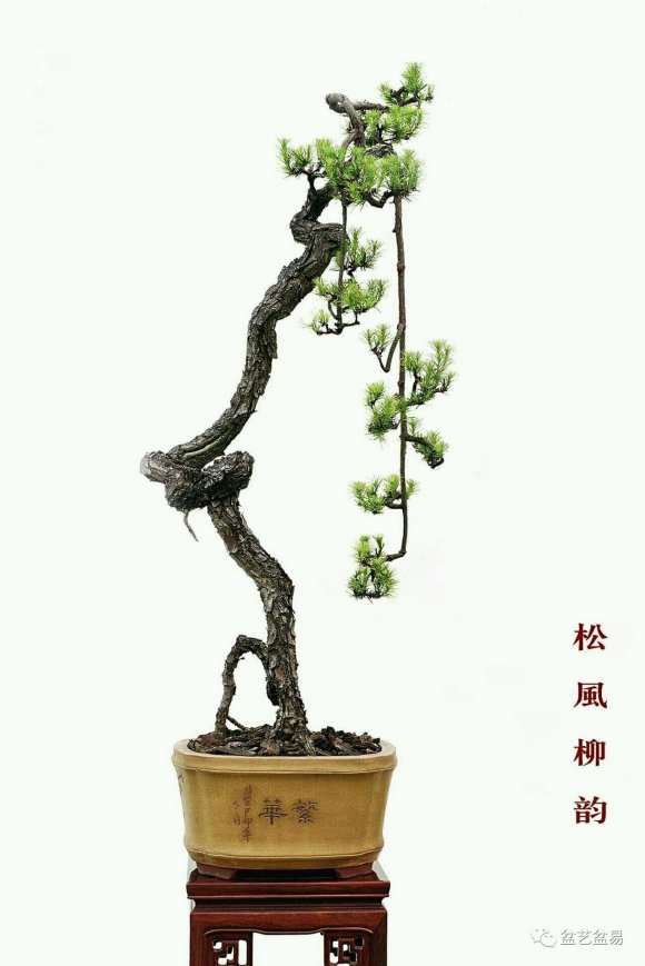 这棵朴树下山桩能否成精品 怎么样 图片