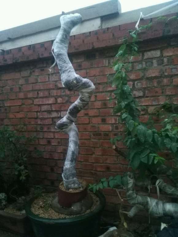 这棵朴树下山桩能否成精品 怎么样 图片