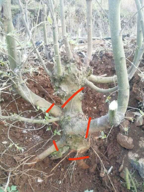 这棵朴树下山桩怎么杀 求指点 图片