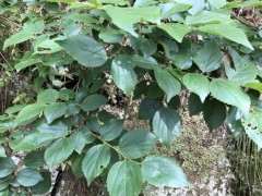 5月份可以挖朴树下山桩吗 可以吗 图片