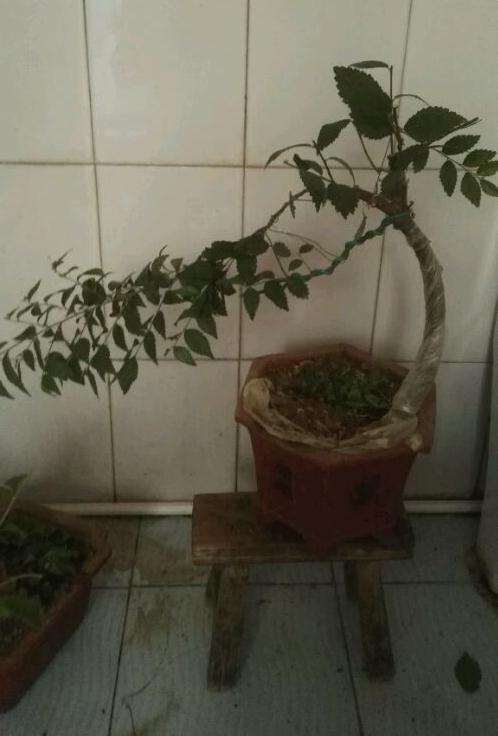 这是朴树下山桩 还是榔榆 怎么区别 图片