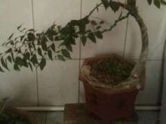 这是朴树下山桩 还是榔榆 怎么区别 图片