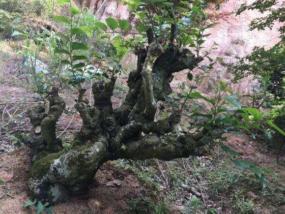 朴树下山桩种了几年 该怎么修剪 图片