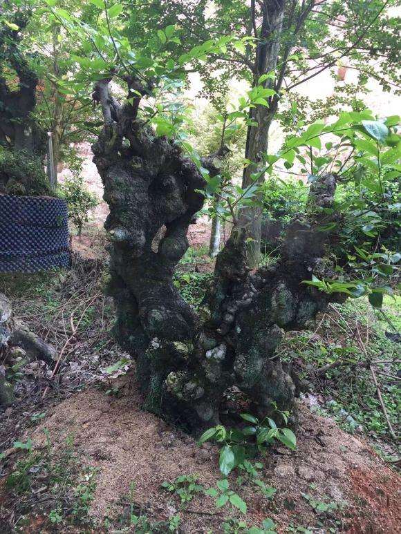 朴树下山桩种了几年 该怎么修剪 图片