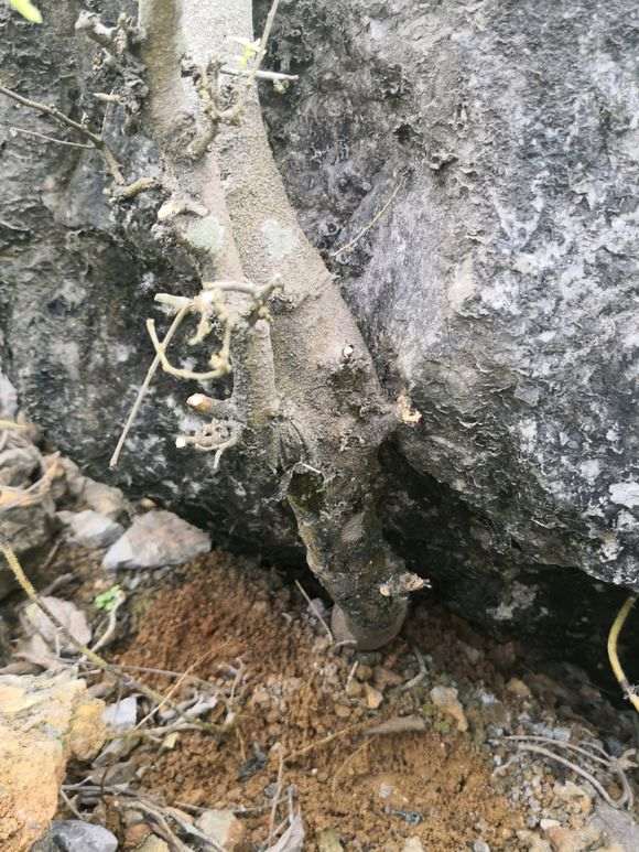 非常难得的一棵朴树下山桩 可惜难挖 图片