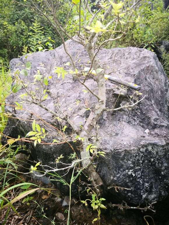 非常难得的一棵朴树下山桩 可惜难挖 图片