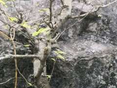 非常难得的一棵朴树下山桩 可惜难挖 图片