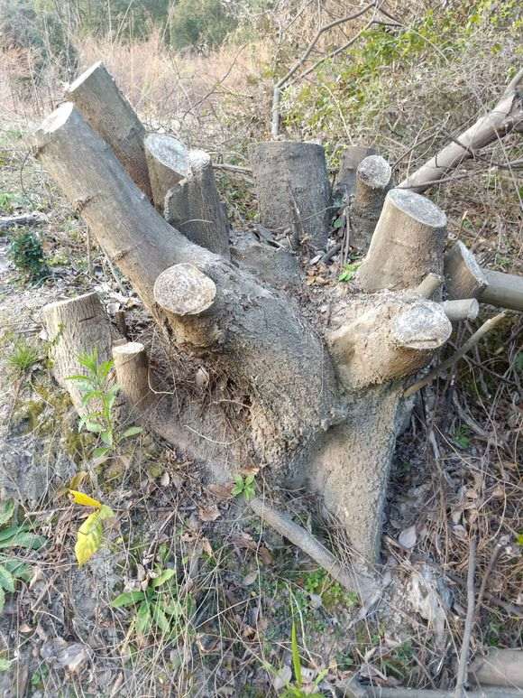 挖的大型朴树下山桩 看看 可以吗 图片