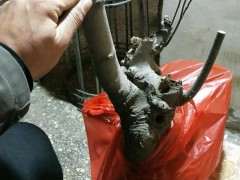 朴树下山桩须根少 可以载活吗 怎么办 图片