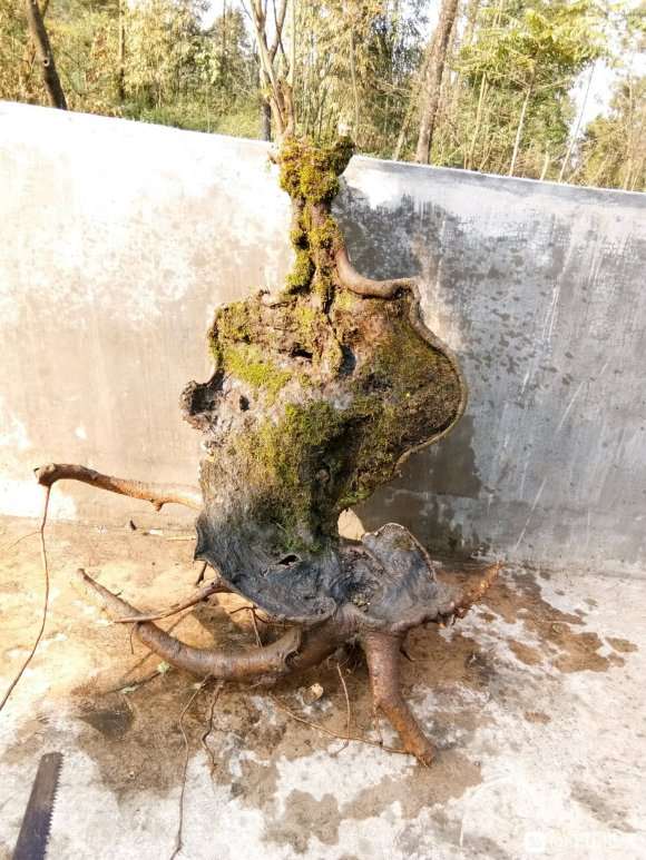 这颗朴树下山桩桩如何 能不能栽活 图片