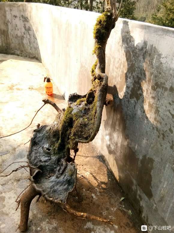 这颗朴树下山桩桩如何 能不能栽活 图片