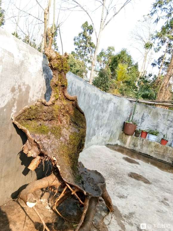 这颗朴树下山桩桩如何 能不能栽活 图片
