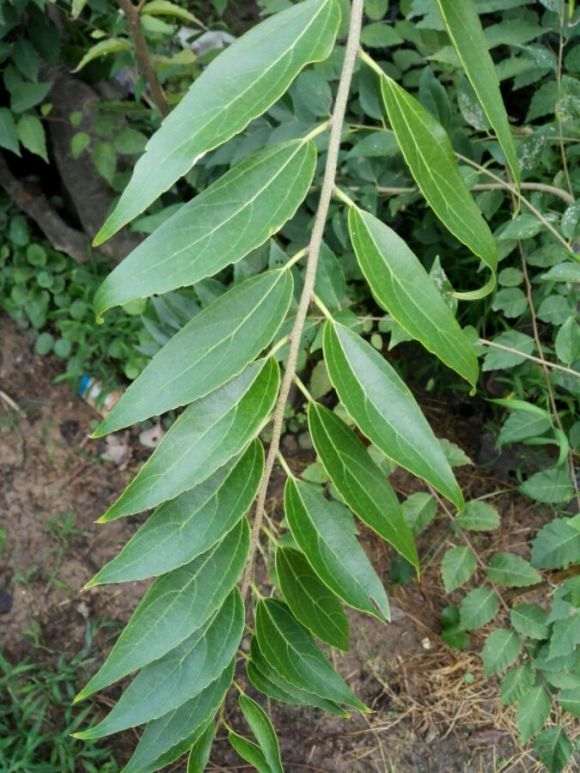 朴树下山桩叶子怎么是这形状 图片