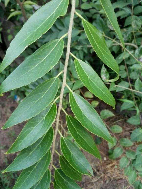 朴树下山桩叶子怎么是这形状 图片