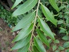 朴树下山桩叶子怎么是这形状 图片