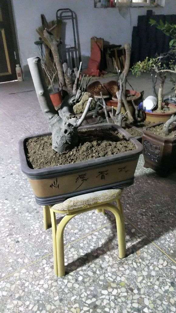 朴树下山桩栽好后怎么浇定根水 图片