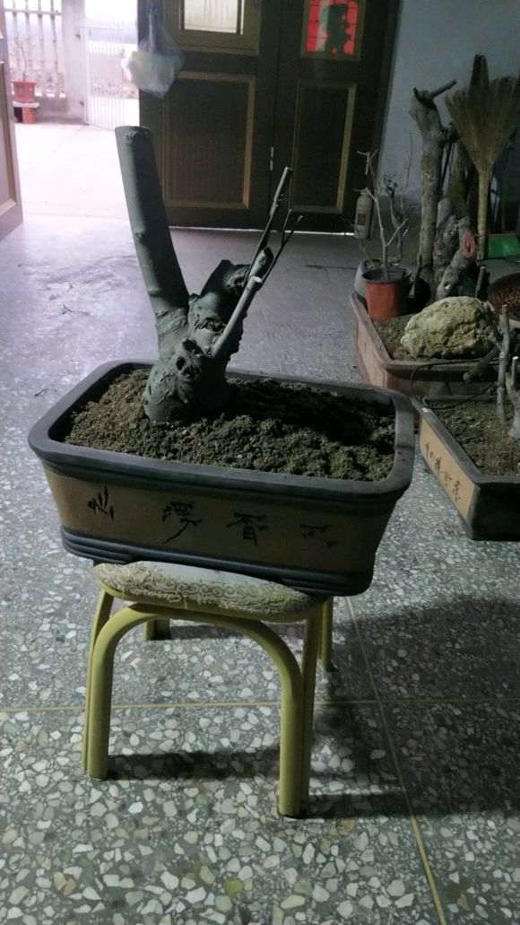 朴树下山桩栽好后怎么浇定根水 图片