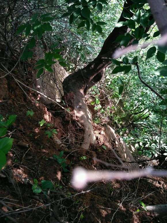 这个季节移栽过朴树下山桩 怎么样 图片