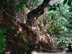 这个季节移栽过朴树下山桩 可以吗 图片