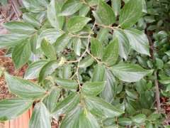 这是青檀 还是朴树下山桩 怎么区别 图片