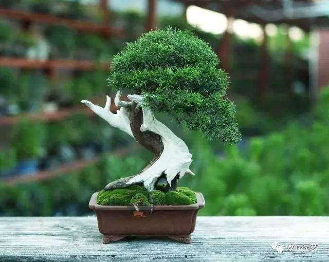 苏州 中苏式盆景作品赏析