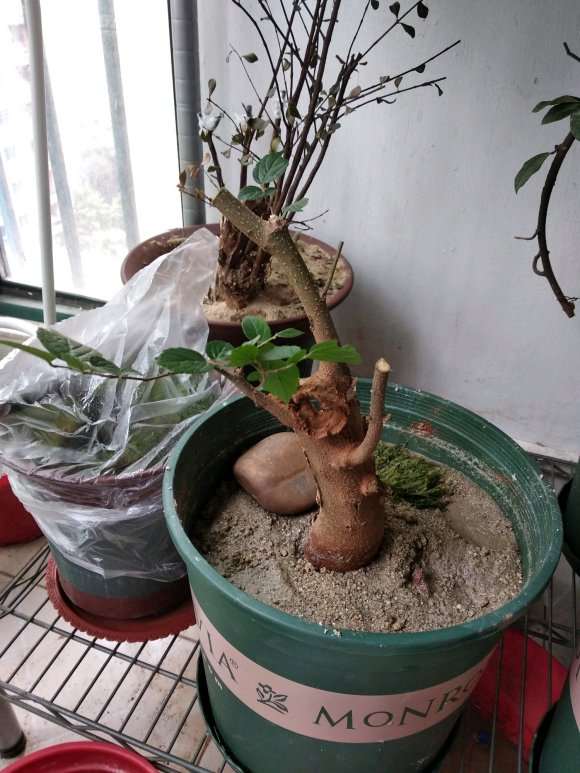 朴树下山桩的根都烂 怎么办 能活吗 图片