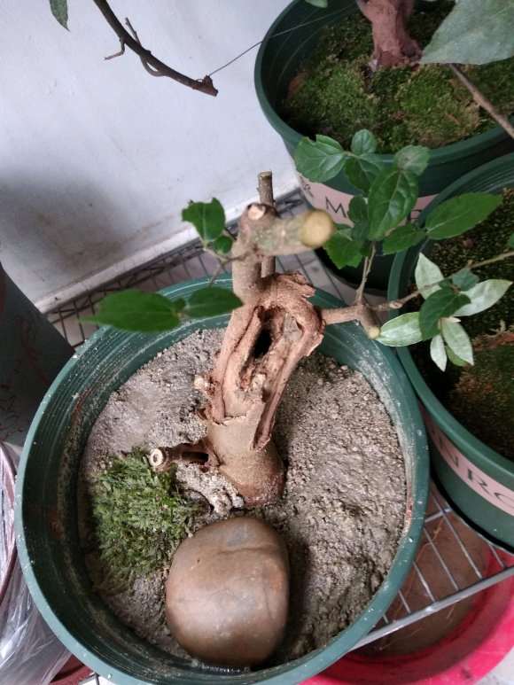 朴树下山桩的根都烂 怎么办 能活吗 图片