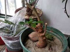 朴树下山桩的根都烂 怎么办 能活吗 图片