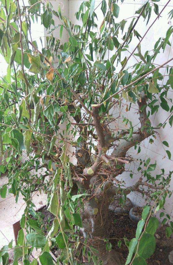 树下山桩 叶子都干枯了 怎么办 图片