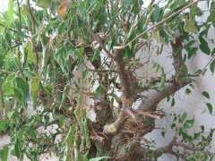 朴树下山桩 叶子都干枯了 怎么办 图片