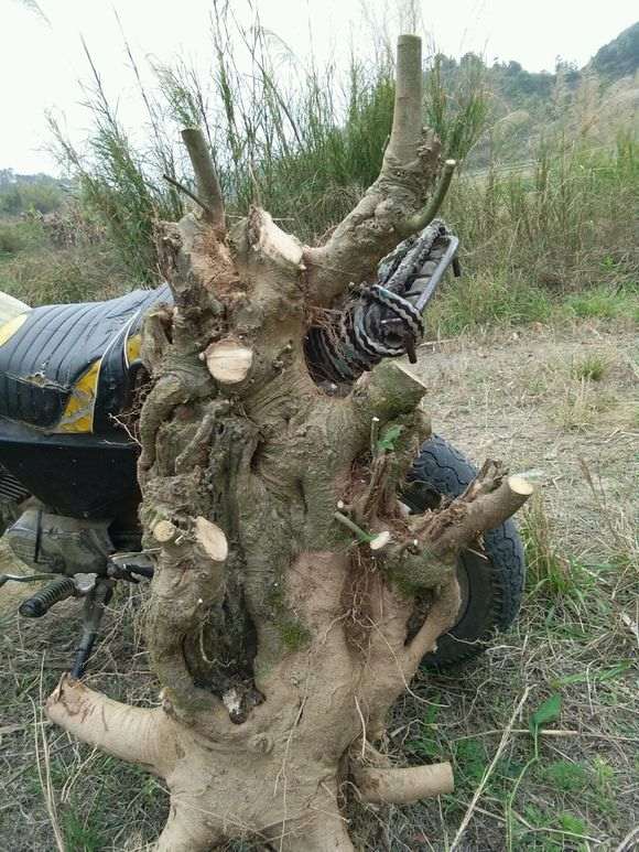 朴树下山桩可以北京露天越冬吗 图片