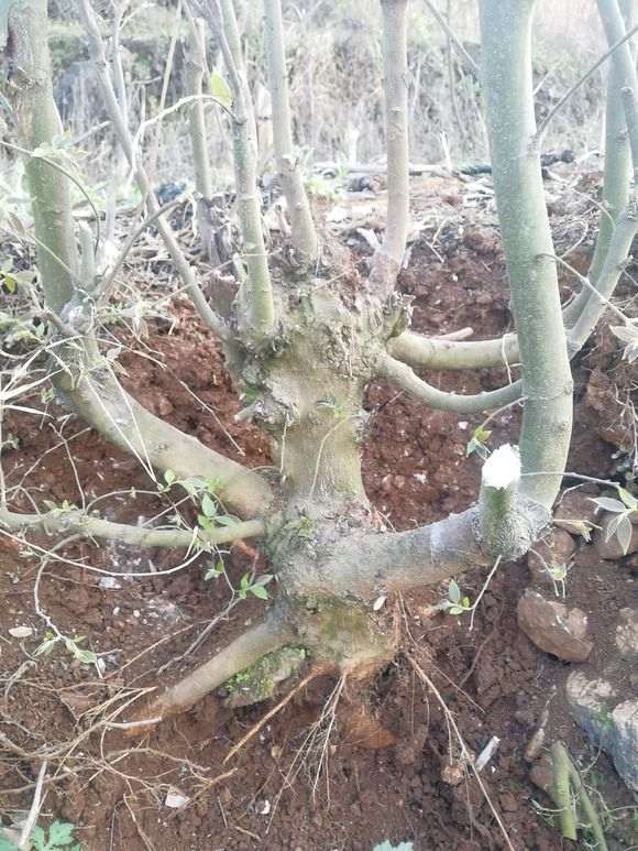 这个朴树下山桩 要怎么杀 怎么样 图片