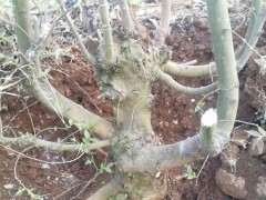 这个朴树下山桩 要怎么杀 可以吗 图片