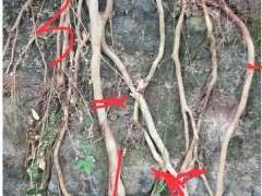 露根朴树下山桩能不能发芽 怎么办 图片