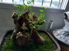 朴树下山桩发芽后 枯萎了 怎么办 图片