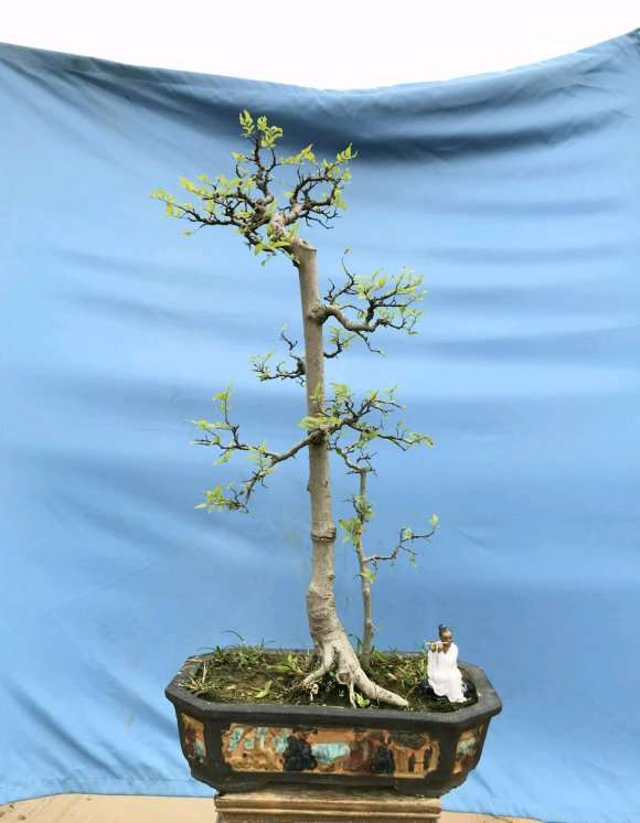 朴树下山桩 有点年功 1千 怎么样 图片