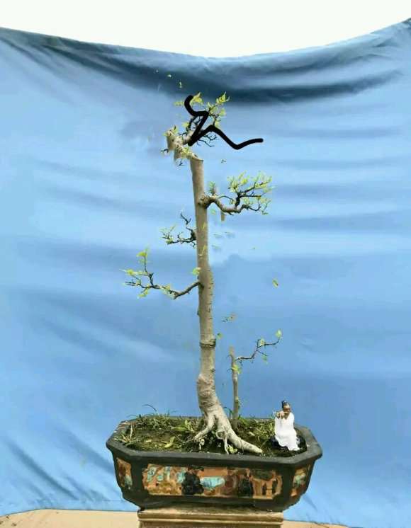 朴树下山桩 有点年功 1千 怎么样 图片